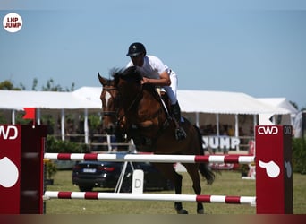 Belgisches Warmblut, Stute, 7 Jahre, 168 cm, Rotbrauner