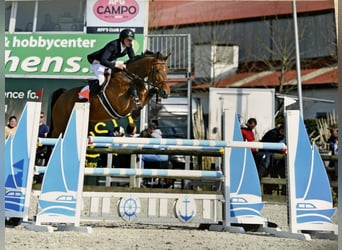 Belgisches Warmblut, Stute, 7 Jahre, 169 cm, Brauner