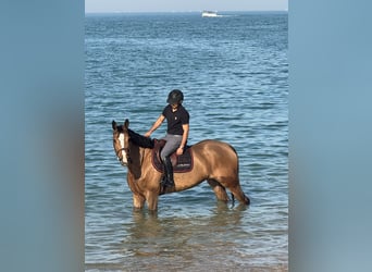 Belgisches Warmblut, Stute, 7 Jahre, 169 cm, Rotbrauner