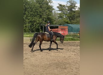 Belgisches Warmblut, Stute, 7 Jahre, 170 cm, Dunkelbrauner