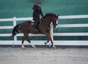 Belgisches Warmblut, Stute, 7 Jahre, 170 cm, Dunkelfuchs