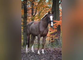 Belgisches Warmblut, Stute, 7 Jahre, 170 cm, Dunkelfuchs