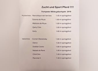 Belgisches Warmblut, Stute, 7 Jahre, 172 cm, Dunkelbrauner