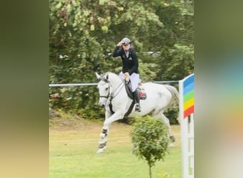 Belgisches Warmblut, Stute, 7 Jahre, 176 cm, Schimmel