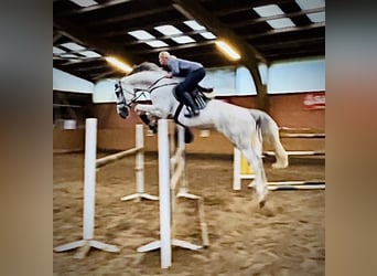 Belgisches Warmblut, Stute, 7 Jahre, 176 cm, Schimmel