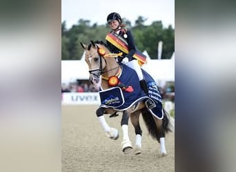 Belgisches Warmblut, Stute, 8 Jahre, 143 cm, Schwarzbrauner