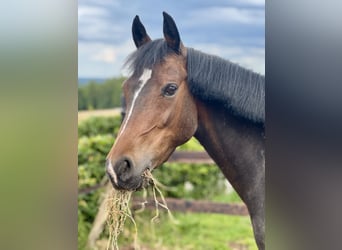 Belgisches Warmblut, Stute, 8 Jahre, 143 cm, Schwarzbrauner
