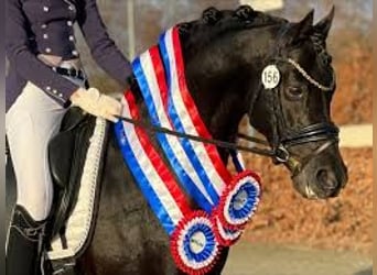 Belgisches Warmblut, Stute, 8 Jahre, 143 cm, Schwarzbrauner