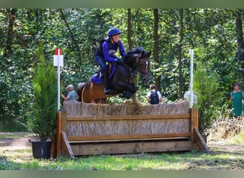 Belgisches Warmblut, Stute, 8 Jahre, 143 cm, Schwarzbrauner