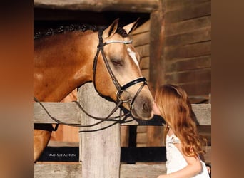 Belgisches Warmblut, Stute, 8 Jahre, 143 cm, Schwarzbrauner