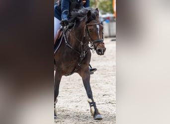 Belgisches Warmblut, Stute, 8 Jahre, 143 cm, Schwarzbrauner