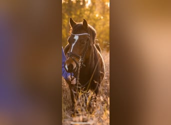 Belgisches Warmblut, Stute, 8 Jahre, 143 cm, Schwarzbrauner