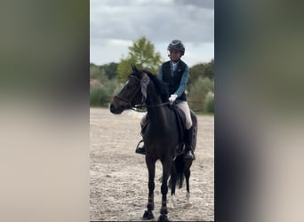 Belgisches Warmblut, Stute, 8 Jahre, 144 cm, Schwarzbrauner