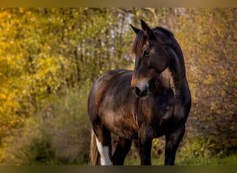 Belgisches Warmblut, Stute, 8 Jahre, 160 cm, Schecke