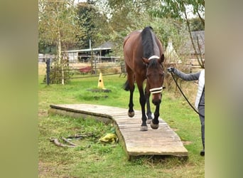 Belgisches Warmblut, Stute, 8 Jahre, 161 cm, Brauner
