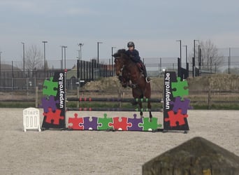 Belgisches Warmblut, Stute, 8 Jahre, 162 cm, Brauner