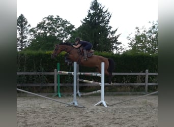 Belgisches Warmblut, Stute, 8 Jahre, 162 cm, Brauner