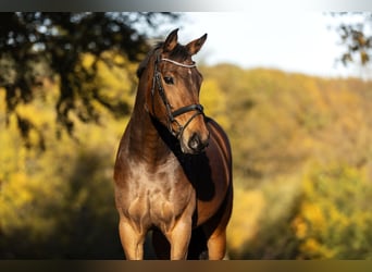 Belgisches Warmblut, Stute, 8 Jahre, 163 cm, Brauner
