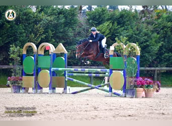 Belgisches Warmblut, Stute, 8 Jahre, 163 cm, Brauner