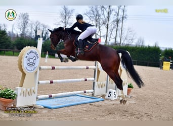 Belgisches Warmblut, Stute, 8 Jahre, 163 cm, Brauner