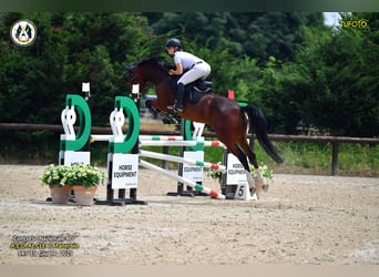 Belgisches Warmblut, Stute, 8 Jahre, 163 cm, Brauner