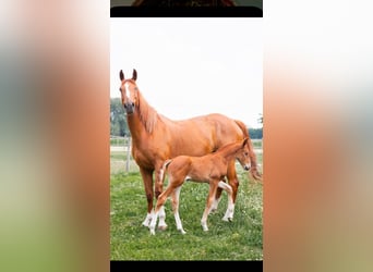 Belgisches Warmblut, Stute, 8 Jahre, 163 cm, Dunkelfuchs