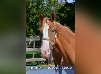 Belgisches Warmblut, Stute, 8 Jahre, 165 cm, Fuchs