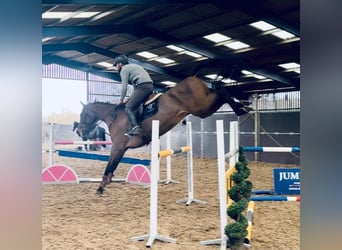 Belgisches Warmblut, Stute, 8 Jahre, 165 cm, Rotbrauner