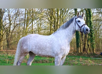 Belgisches Warmblut, Stute, 8 Jahre, 165 cm, Schimmel