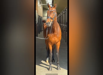 Belgisches Warmblut, Stute, 8 Jahre, 166 cm, Dunkelbrauner