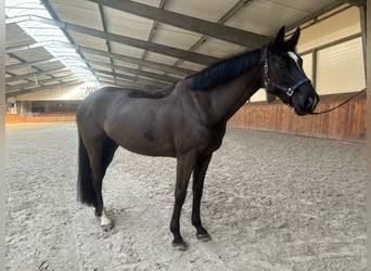 Belgisches Warmblut, Stute, 8 Jahre, 167 cm, Dunkelbrauner