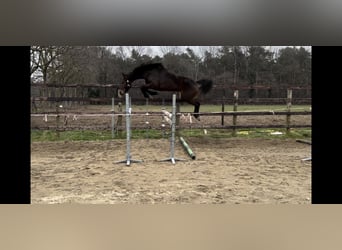 Belgisches Warmblut, Stute, 8 Jahre, 167 cm, Dunkelbrauner