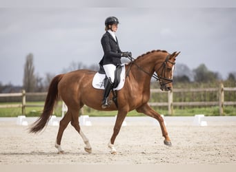 Belgisches Warmblut, Stute, 8 Jahre, 167 cm, Rotfuchs