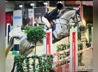 Belgisches Warmblut, Stute, 8 Jahre, 168 cm, Schimmel