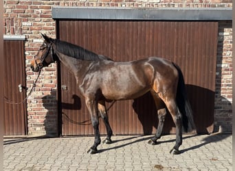 Belgisches Warmblut, Stute, 8 Jahre, 169 cm, Dunkelbrauner