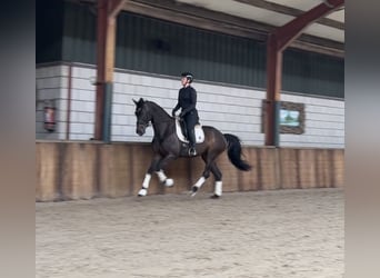 Belgisches Warmblut, Stute, 8 Jahre, 169 cm, Dunkelbrauner