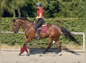 Belgisches Warmblut, Stute, 8 Jahre, 170 cm, Brauner
