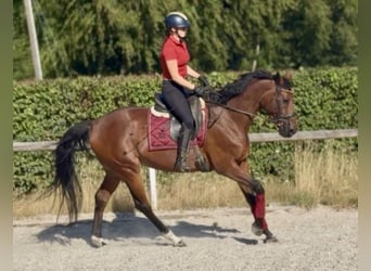 Belgisches Warmblut, Stute, 8 Jahre, 170 cm, Brauner