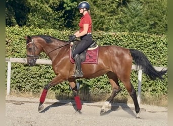 Belgisches Warmblut, Stute, 8 Jahre, 170 cm, Brauner