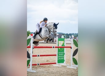 Belgisches Warmblut, Stute, 8 Jahre, 171 cm, Schimmel
