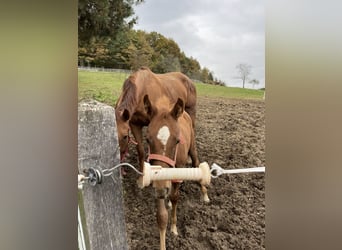 Belgisches Warmblut, Stute, 8 Jahre