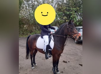 Belgisches Warmblut, Stute, 9 Jahre, 136 cm, Brauner