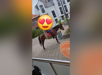 Belgisches Warmblut, Stute, 9 Jahre, 136 cm, Brauner