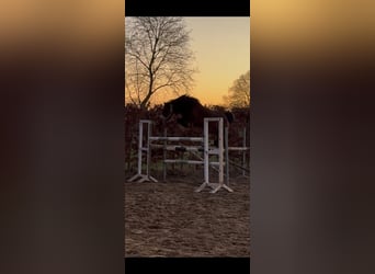 Belgisches Warmblut, Stute, 9 Jahre, 136 cm, Brauner