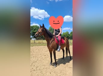 Belgisches Warmblut, Stute, 9 Jahre, 136 cm, Brauner