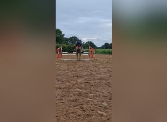 Belgisches Warmblut, Stute, 9 Jahre, 136 cm, Brauner