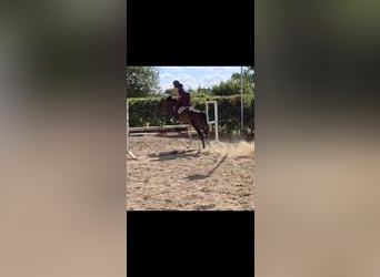 Belgisches Warmblut, Stute, 9 Jahre, 136 cm, Brauner