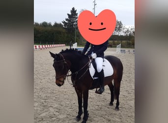 Belgisches Warmblut, Stute, 9 Jahre, 136 cm, Brauner