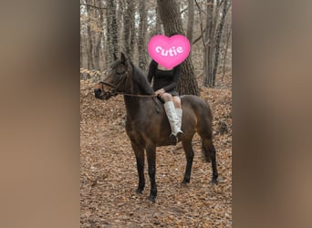 Belgisches Warmblut, Stute, 9 Jahre, 136 cm, Brauner