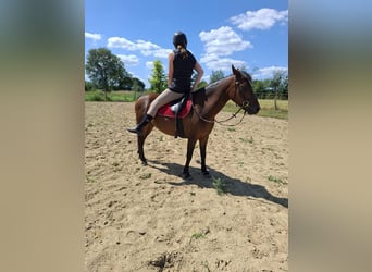 Belgisches Warmblut, Stute, 9 Jahre, 136 cm, Brauner